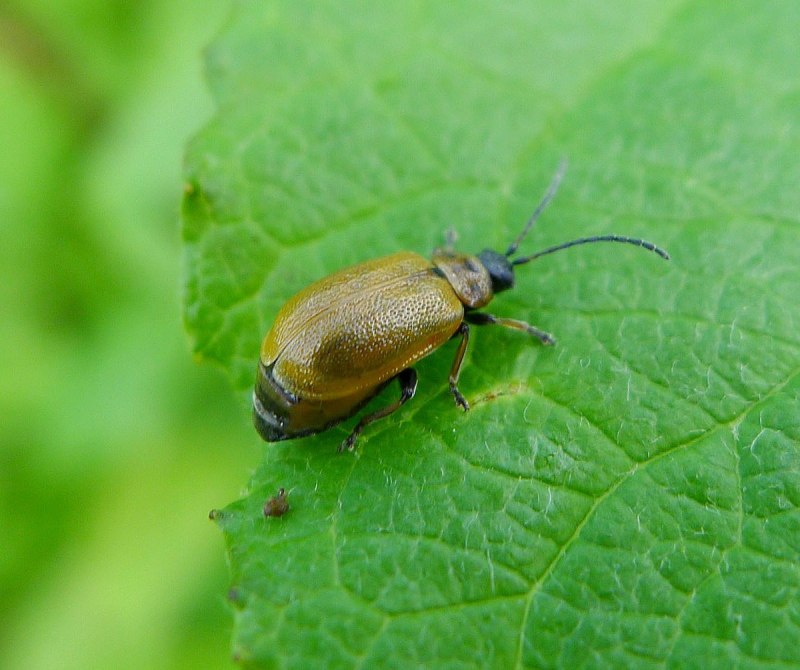 Lochmaea suturalis