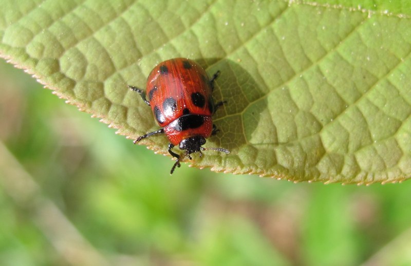 Gonioctena viminalis