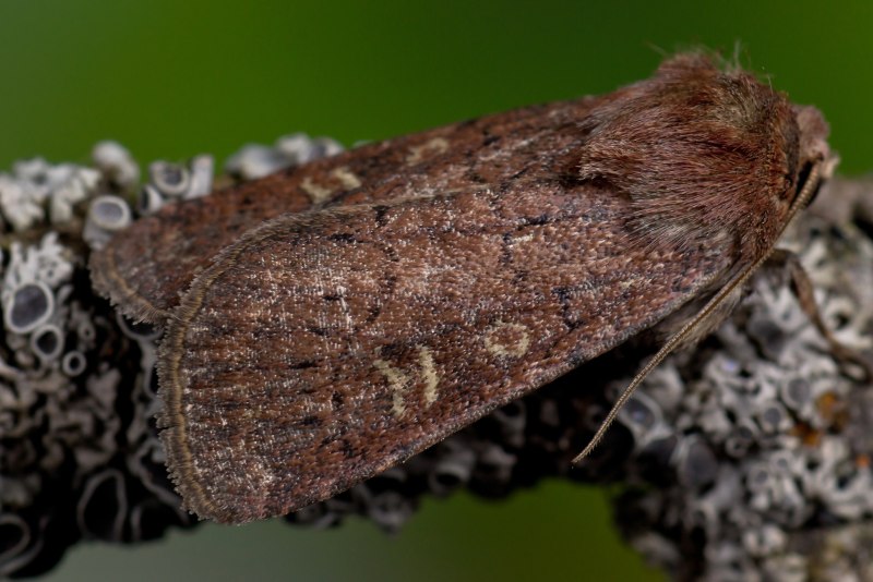 Xestia xanthographa мотылёк