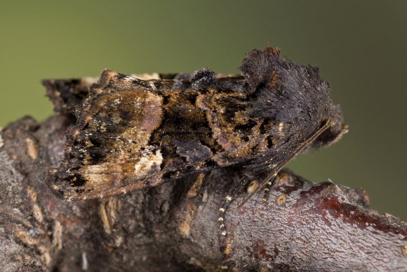 Euplexia lucipara Linnaeus, 1758