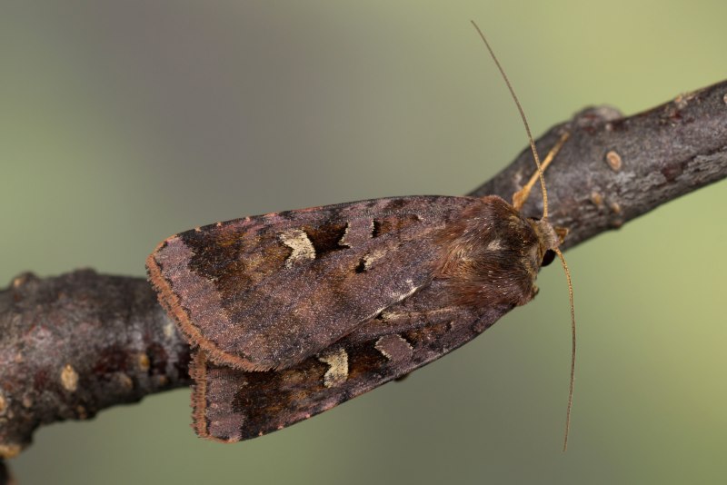 Совка Diarsia canescens (Butler, 1878)