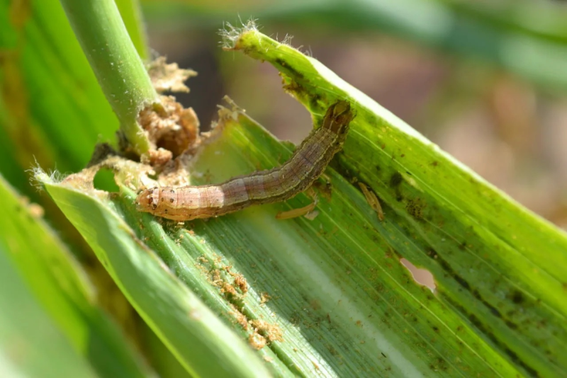 Кукурузная Лиственная совка (Spodoptera frugiperda)