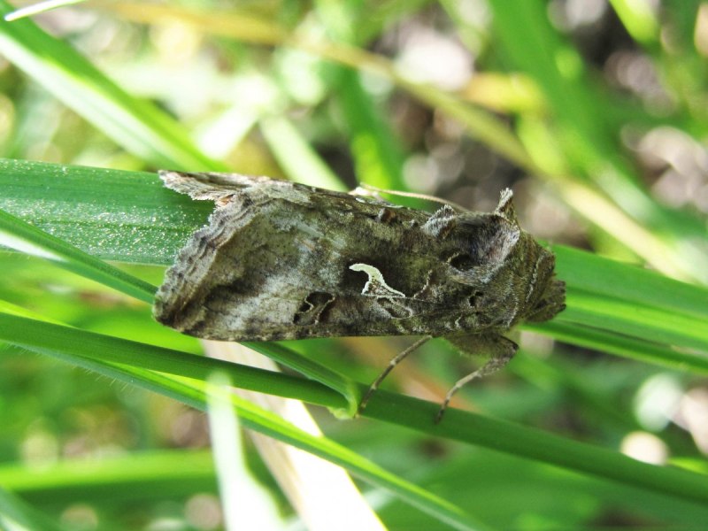 Совка-гамма (Autographa Gamma l.)