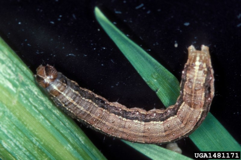 Гусеница Spodoptera