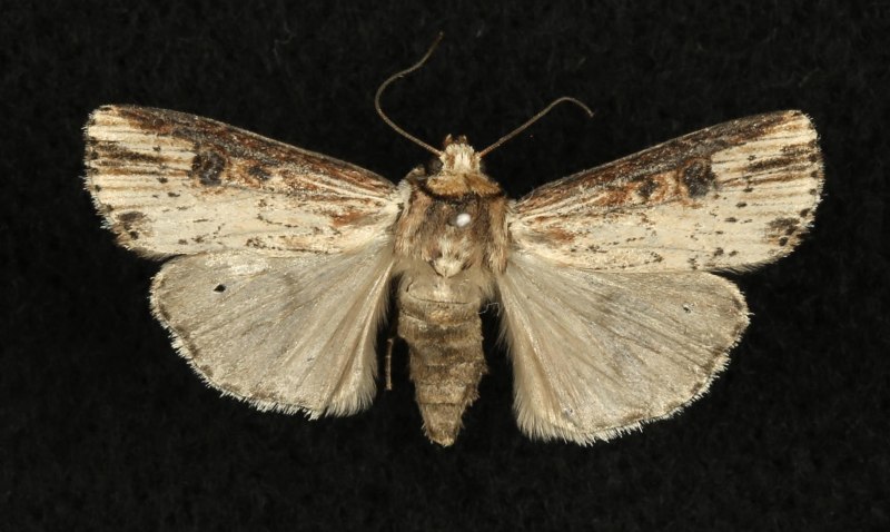 Axylia Putris Linnaeus, 1761