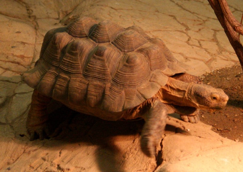 Gopherus agassizii