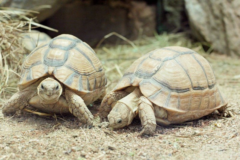 Testudo kleinmanni