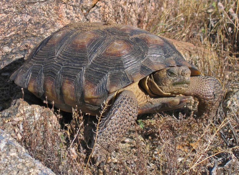 Gopherus agassizii