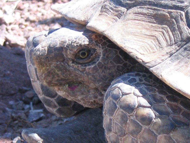 Tortoise Trouble