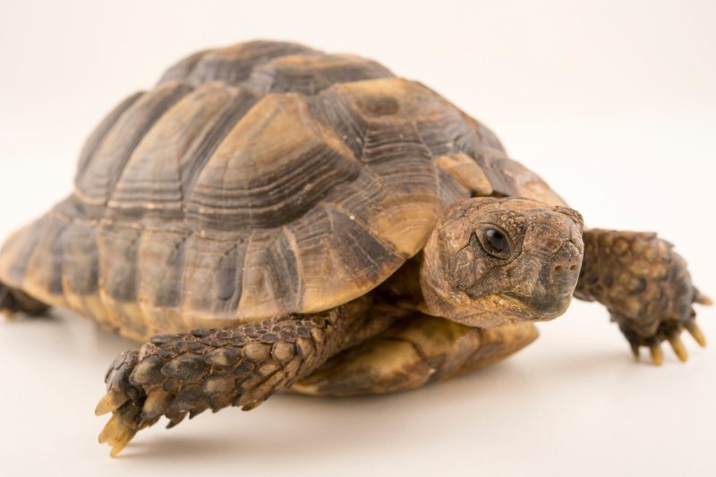 Geochelone Platynota