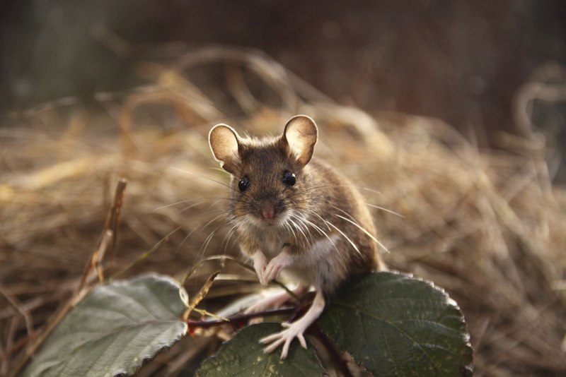 Mus musculus домовая мышь