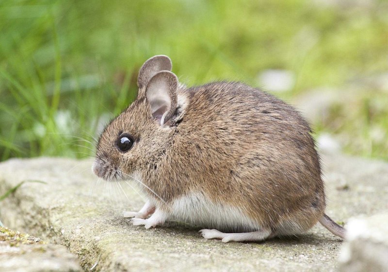 Лесная мышь (Apodemus sylvaticus)