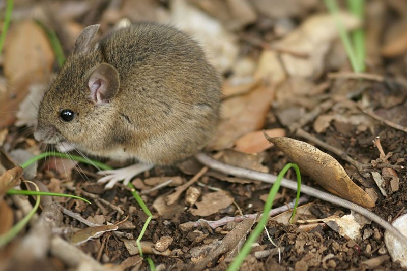 Apodemus sylvaticus