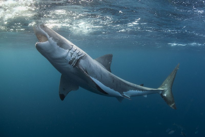 Большая белая акула (great White Shark)