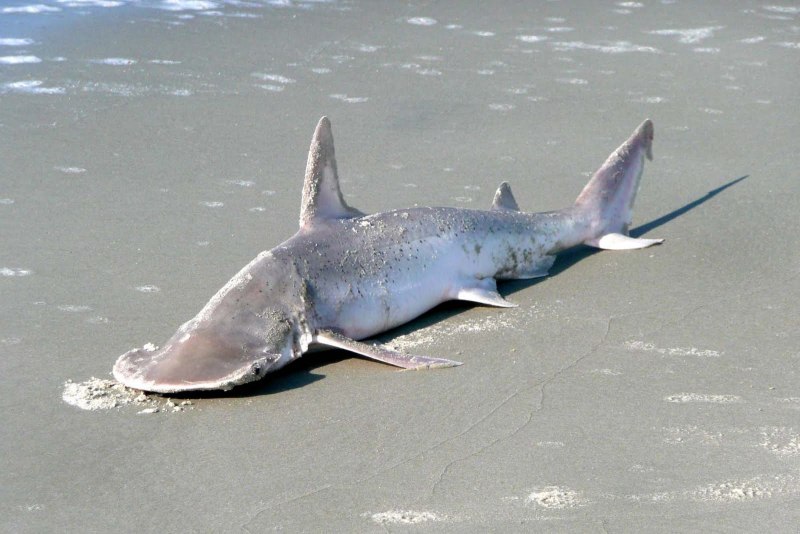 Bonnethead Shark