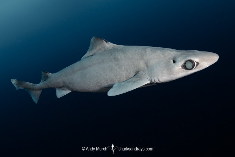 Gulper Shark