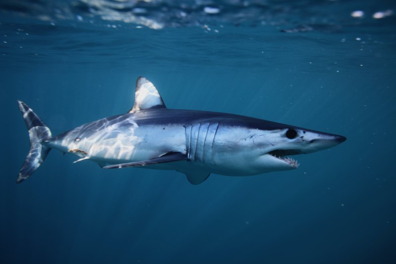 Isurus oxyrinchus акула мако