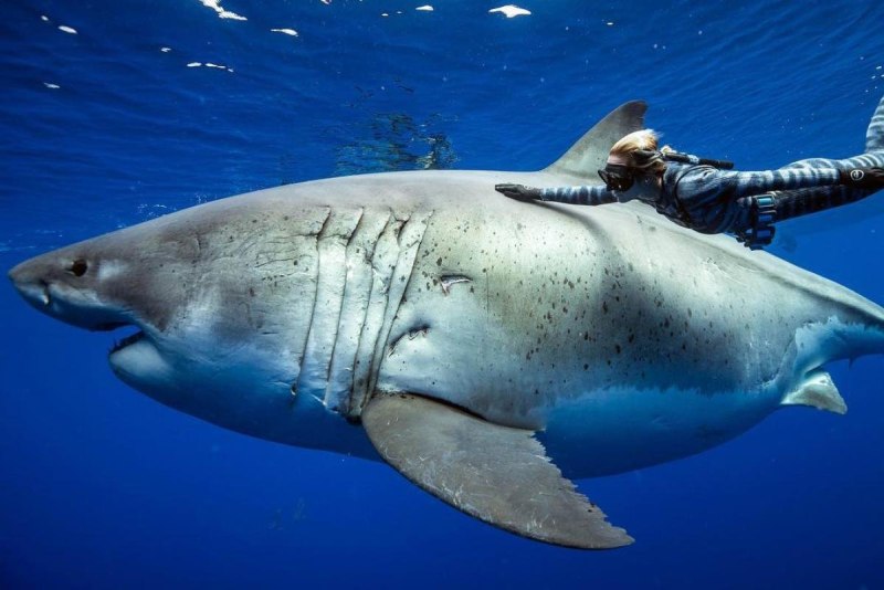Оушен Рамси (Ocean Ramsey)