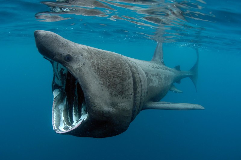Гигантская акула Cetorhinus Maximus