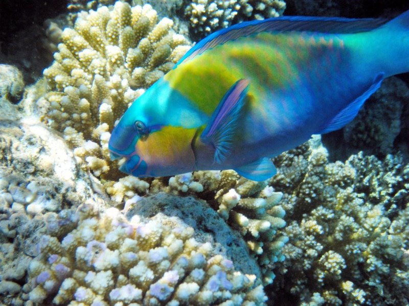 Красное море рыбки попугай