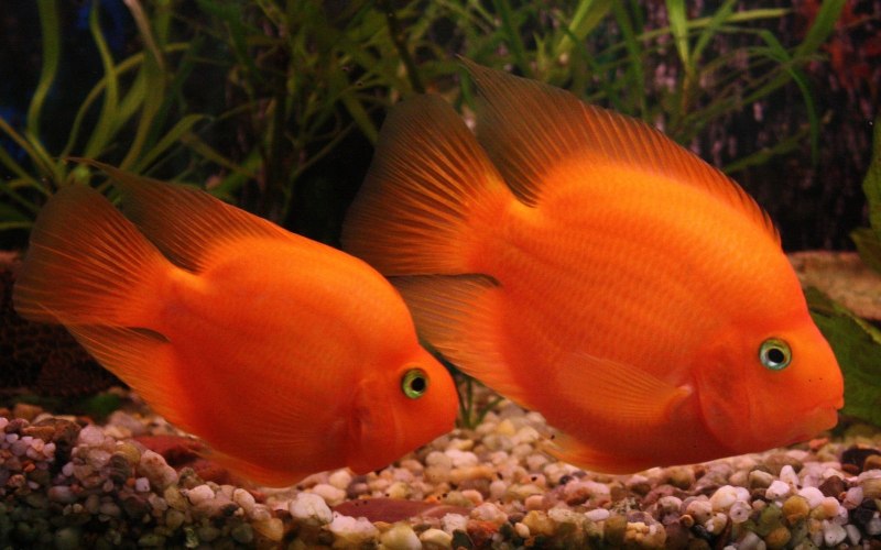 Red Parrot Cichlid