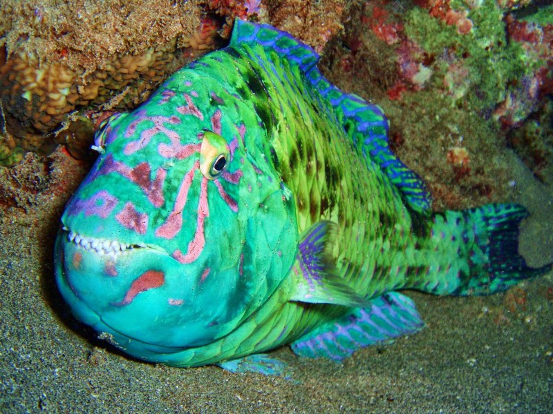 Попугай синий тигровый Hybrid Cichlid