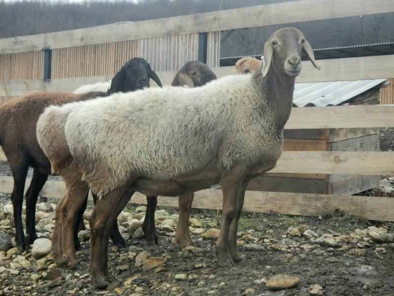 Гиссарский курдючный баран