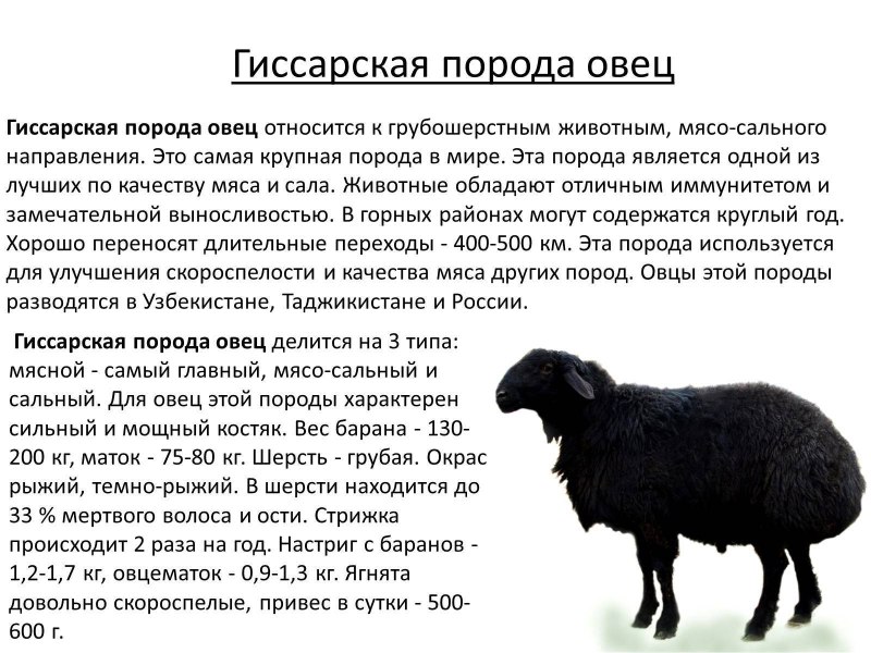 Эдильбаевская порода овец вес