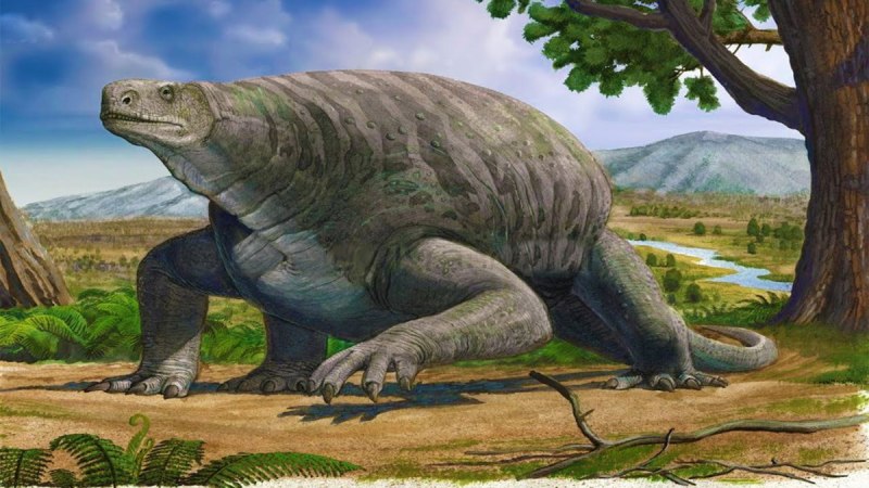 Cotylorhynchus Romeri