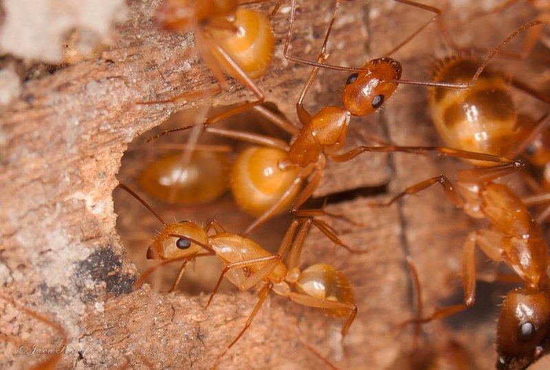 Camponotus festinatus