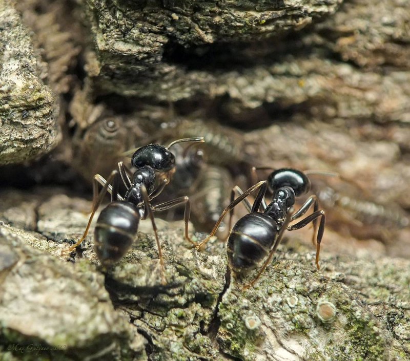 Lasius fuliginosus (муравей-древоточец пахучий)