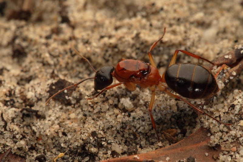 Camponotus consobrinus