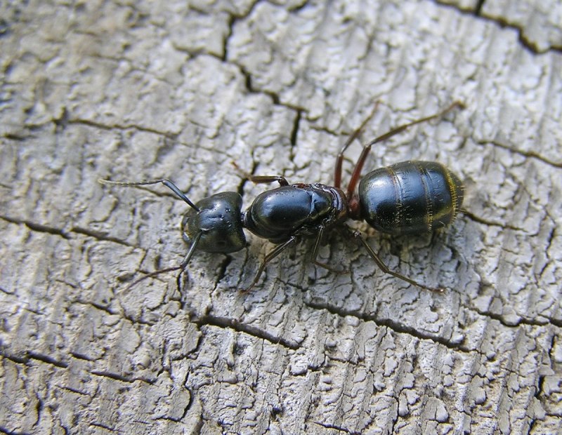 Муравьи Camponotus herculeanus