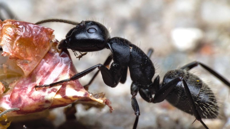 Муравей гигант - Camponotus Vagus