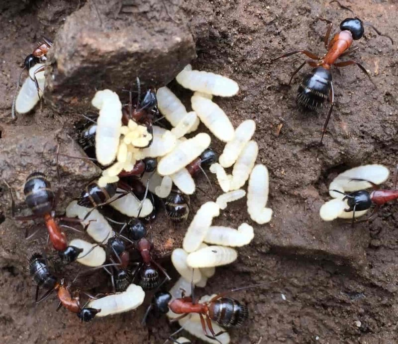 Camponotus ligniperda матка