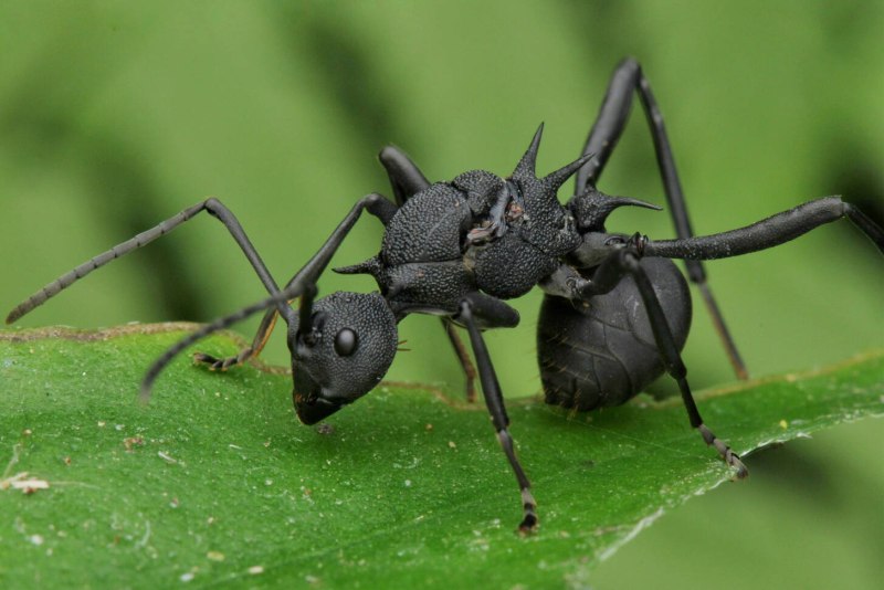 Black Ant