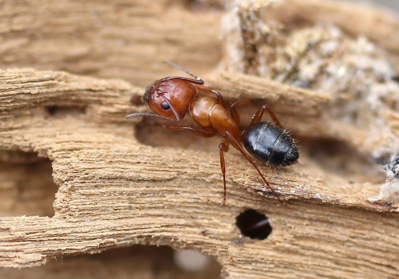 Муравьи-древоточцы (Camponotus)