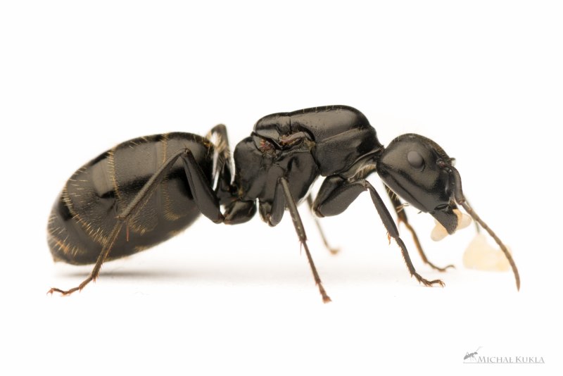 Camponotus Vagus (чёрный муравей-древоточец).