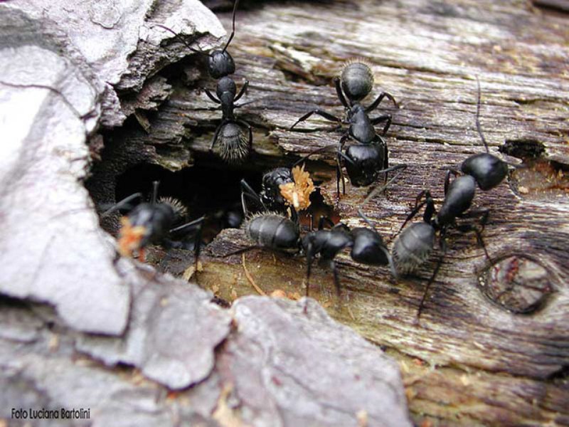 Camponotus Vagus Муравейник