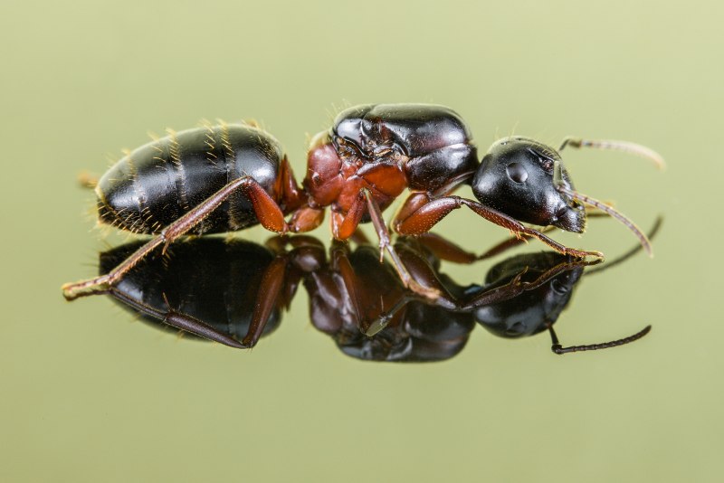Camponotus herculeanus sachalinensis (муравей-древоточец Сахалинский)