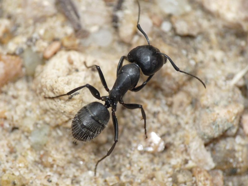 Муравьи Camponotus Vagus
