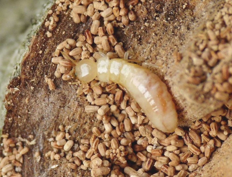 Reticulitermes lucifugus