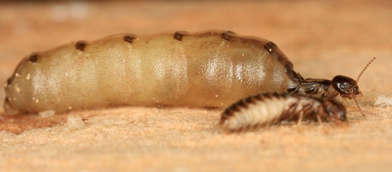 Reticulitermes Speratus