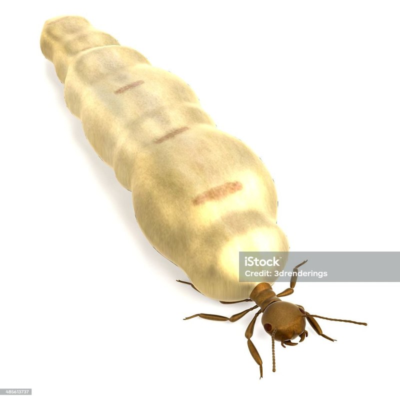 Королева термитов Pocket Ants