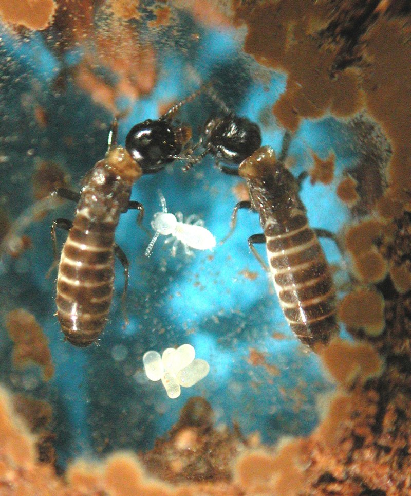 Дальневосточный Термит Reticulitermes Speratus