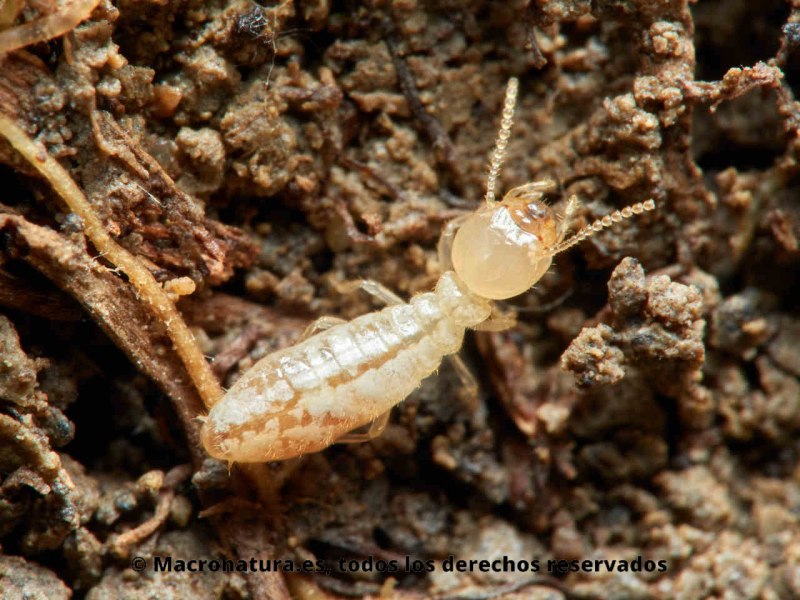 Reticulitermes Speratus