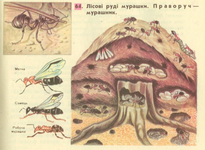 Жизнь муравьёв в муравейнике строение