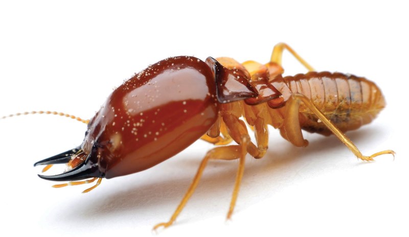 Isoptera термиты