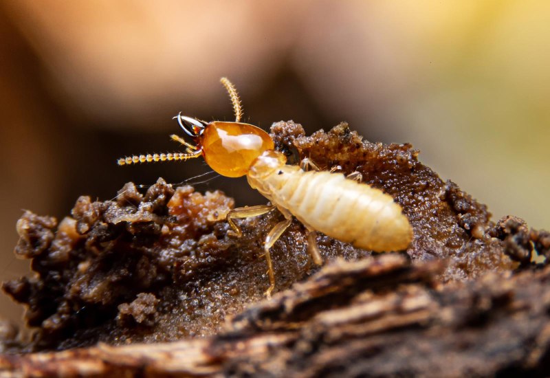 Termite Bond