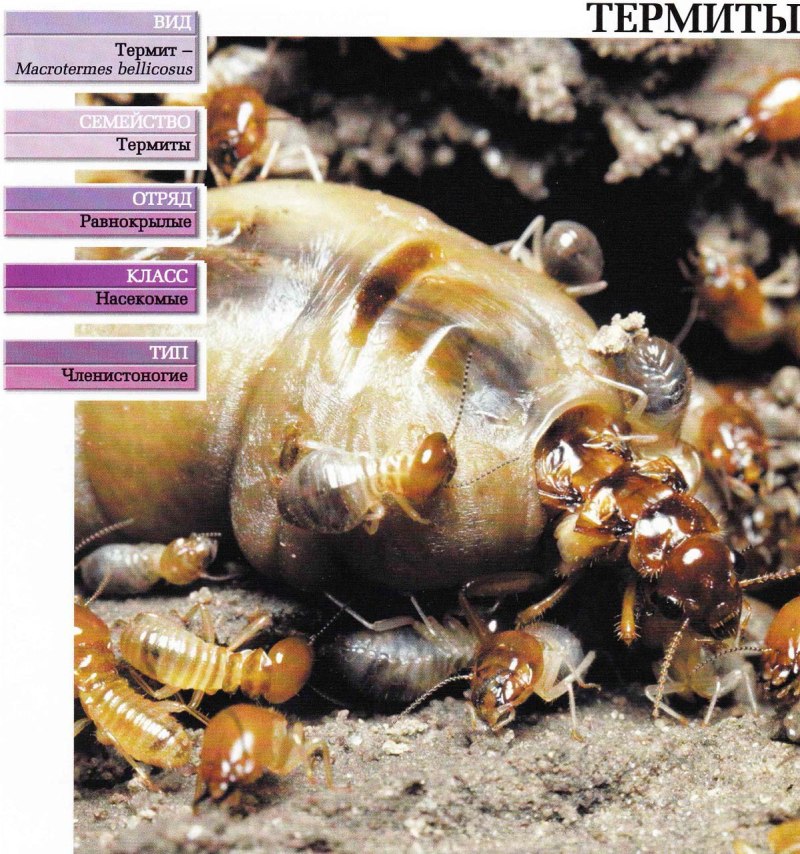 Macrotermes bellicosus термитник